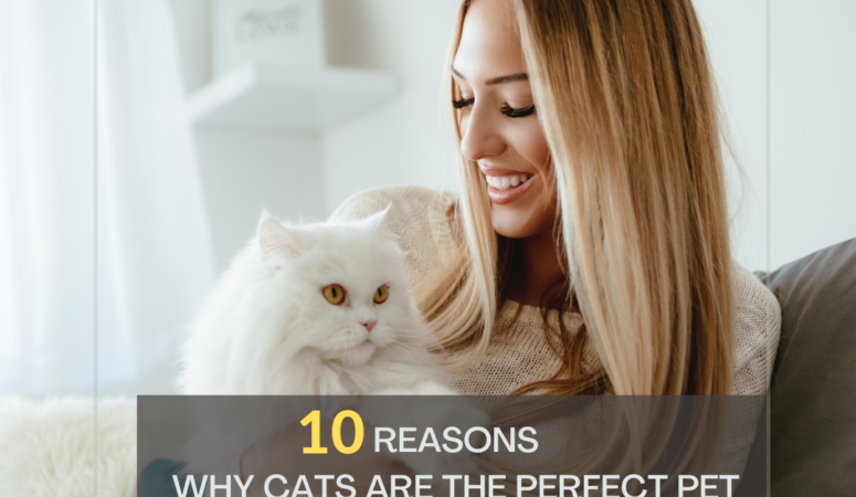 10 Reasons Why Cats are the Perfect Pet for Busy Adults